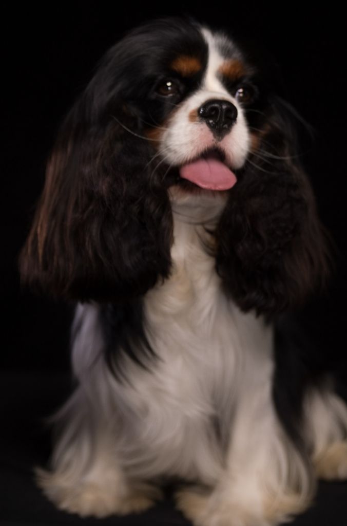 Owen Des Cavaliers Du Prieuré