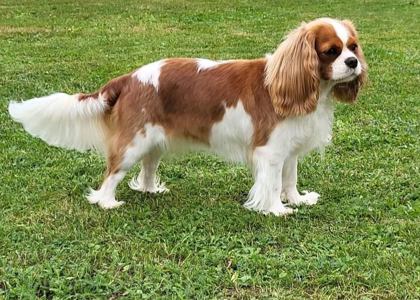 CH. Si belle of servijean's
