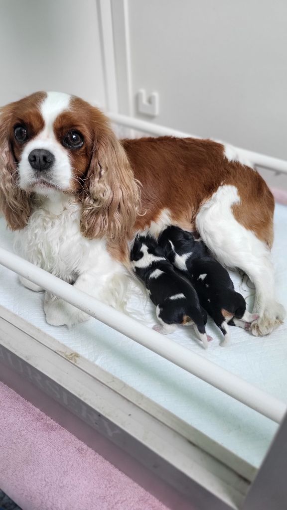 Nos bébés sont nés le 17 septembre 2025