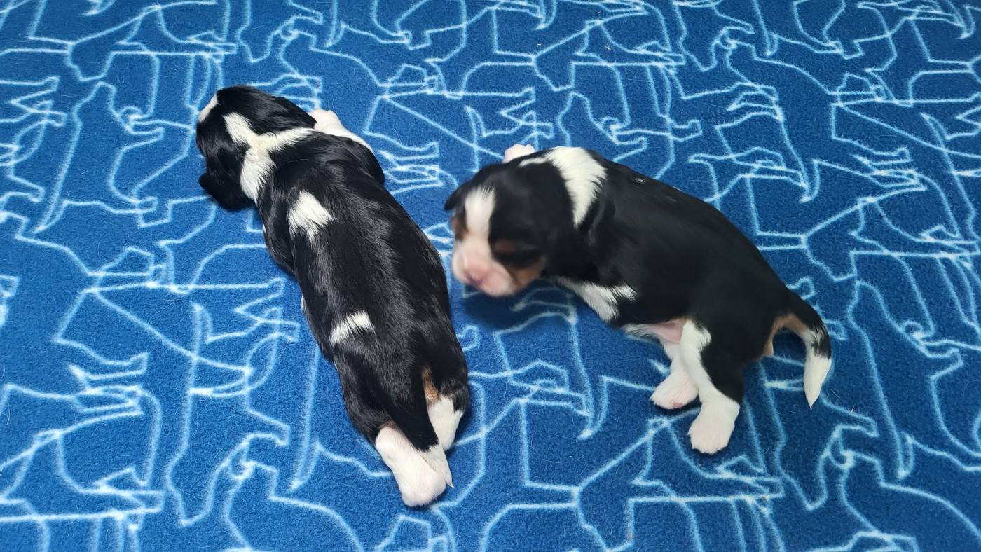 De L' Etoile D'Evana - Cavalier King Charles Spaniel - Portée née le 17/09/2025