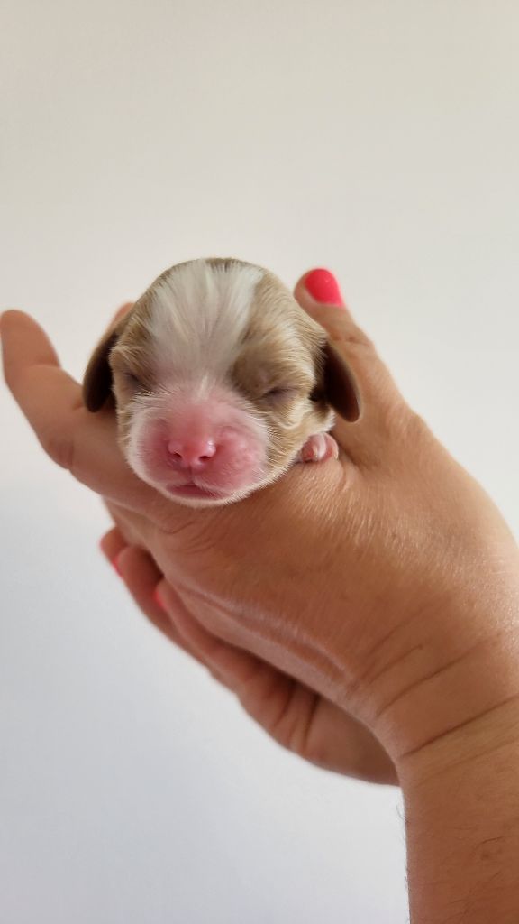De L' Etoile D'Evana - Cavalier King Charles Spaniel - Portée née le 25/04/2024